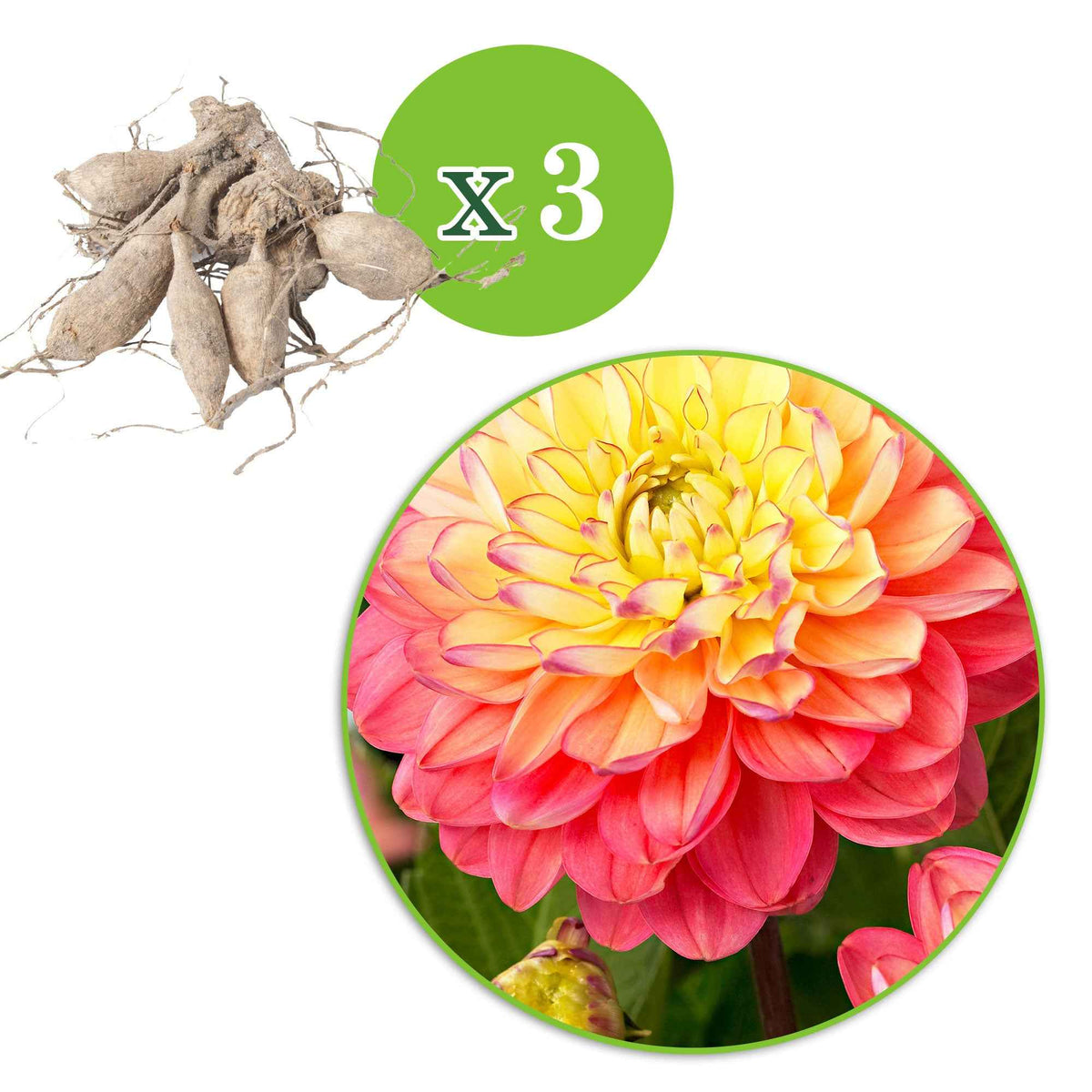 Dahlia 'melody allegro' - Dahlia 'Melody Allegro' (x3) - Dahlia 