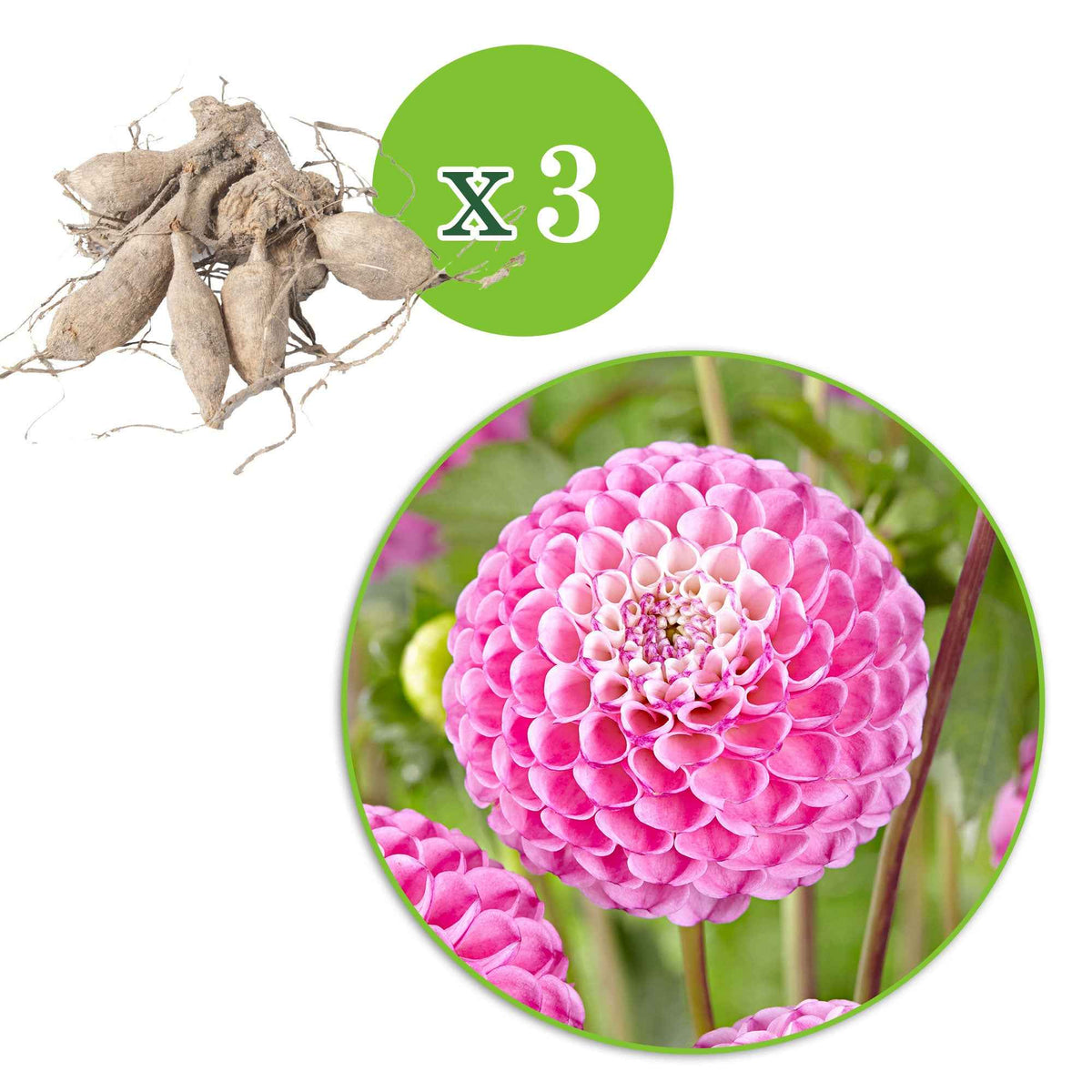 Dahlia 'Zippity Do Da' (x3) - Dahlia 'zippity do da' - Bakker