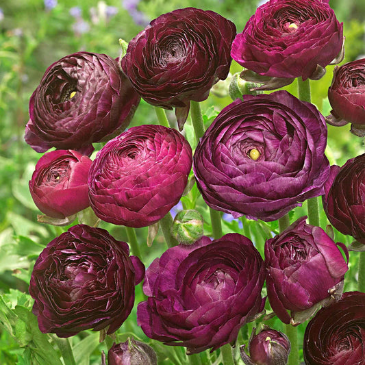 Ranonkel 'Purple Sensation' (x12) - Bakker