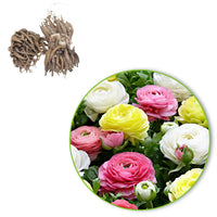 Ranonkel Mix 'Pastel' (x30) - Ranunculus - Voorjaarsbloeiers