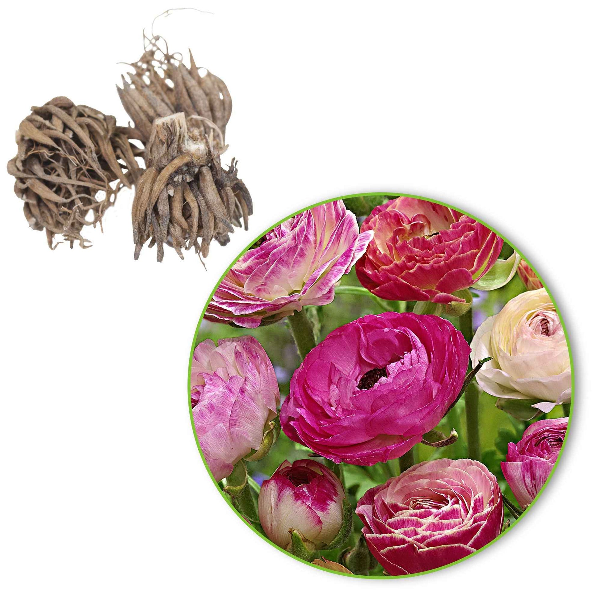 Ranonkel 'Peony Blend' (x15) - Ranunculus asiaticus 'peony blend' - Voorjaarsbloeiers