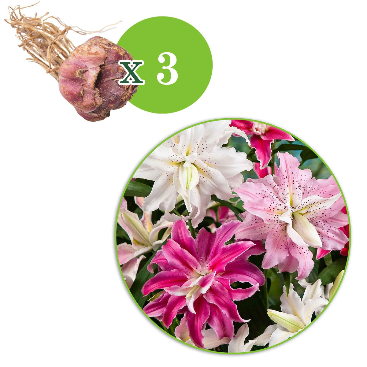 Dubbelbloemige lelie - Mix 'The Roses' (x3) - Lilium 'Elegance', 'Wonder', 'Beauty' - Bakker