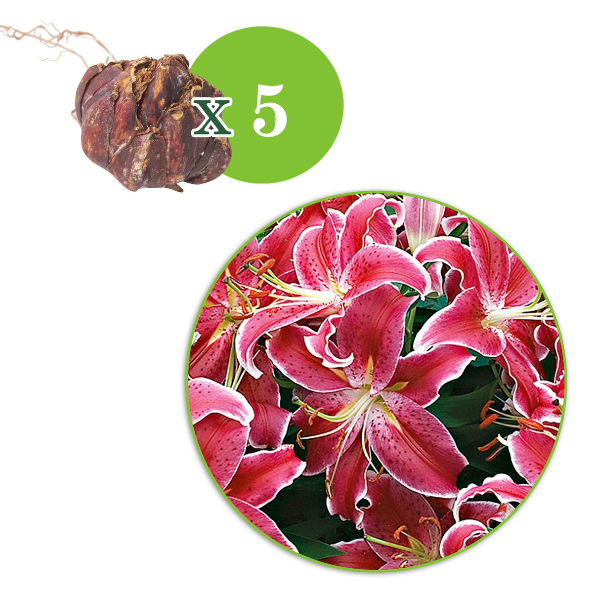 Lelie 'Starlight Express' (x5) - Lilium orientalis 'starlight express' - Bakker