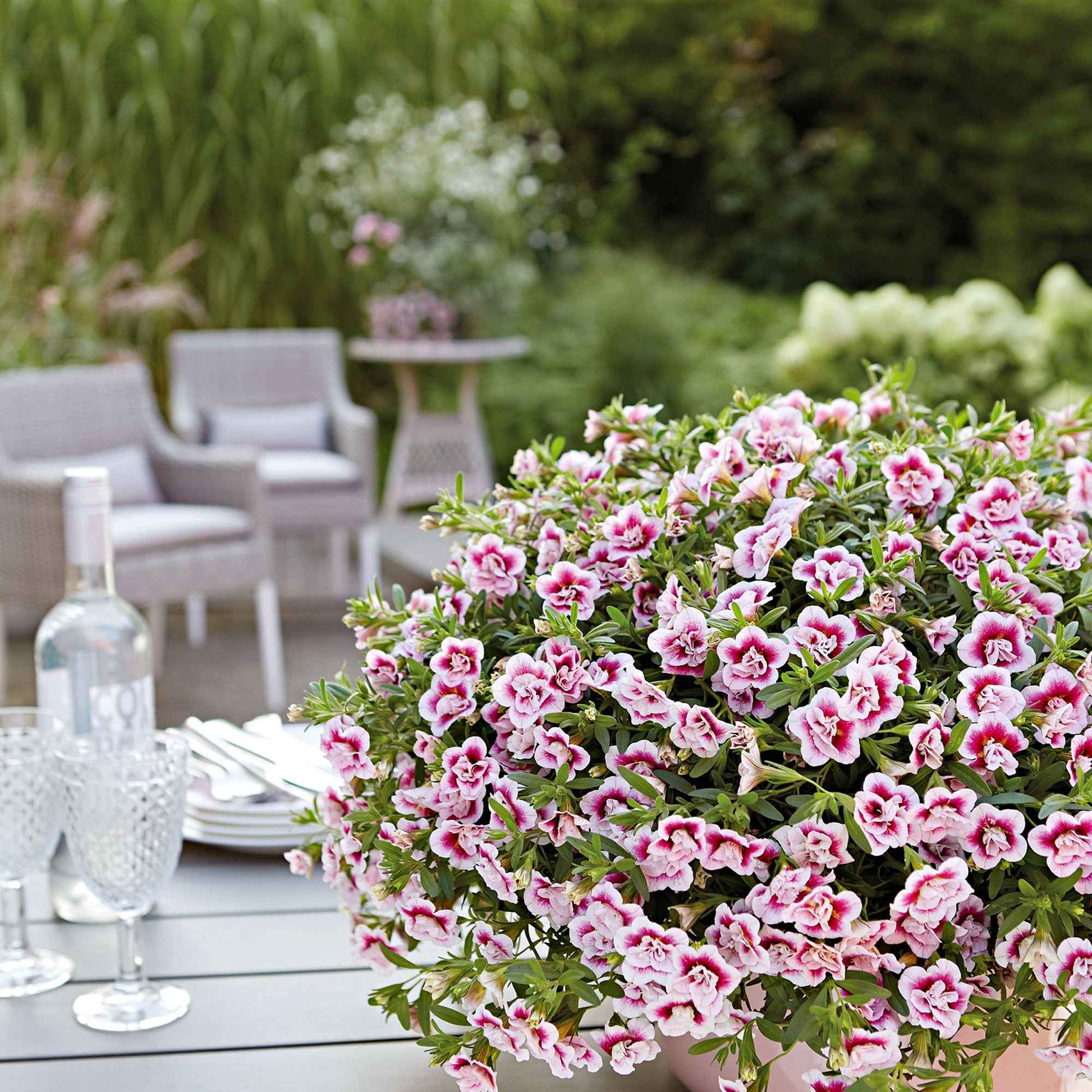 Petunia 'Pinktastic Double' (x3) - Calibrachoa hybride pinktastic - Terras- en balkonplanten