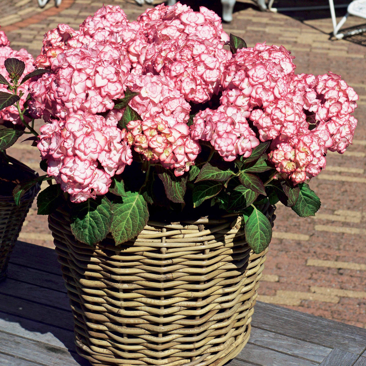 Hortensia macrophylla - Boerenhortensia 'Miss Saori'® - Hydrangea macrophylla miss saori (h2002)