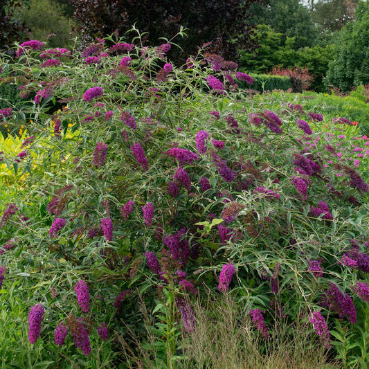 Vlinderstruik 'Empire Blue' - Buddleja davidii empire blue - Tuinplanten