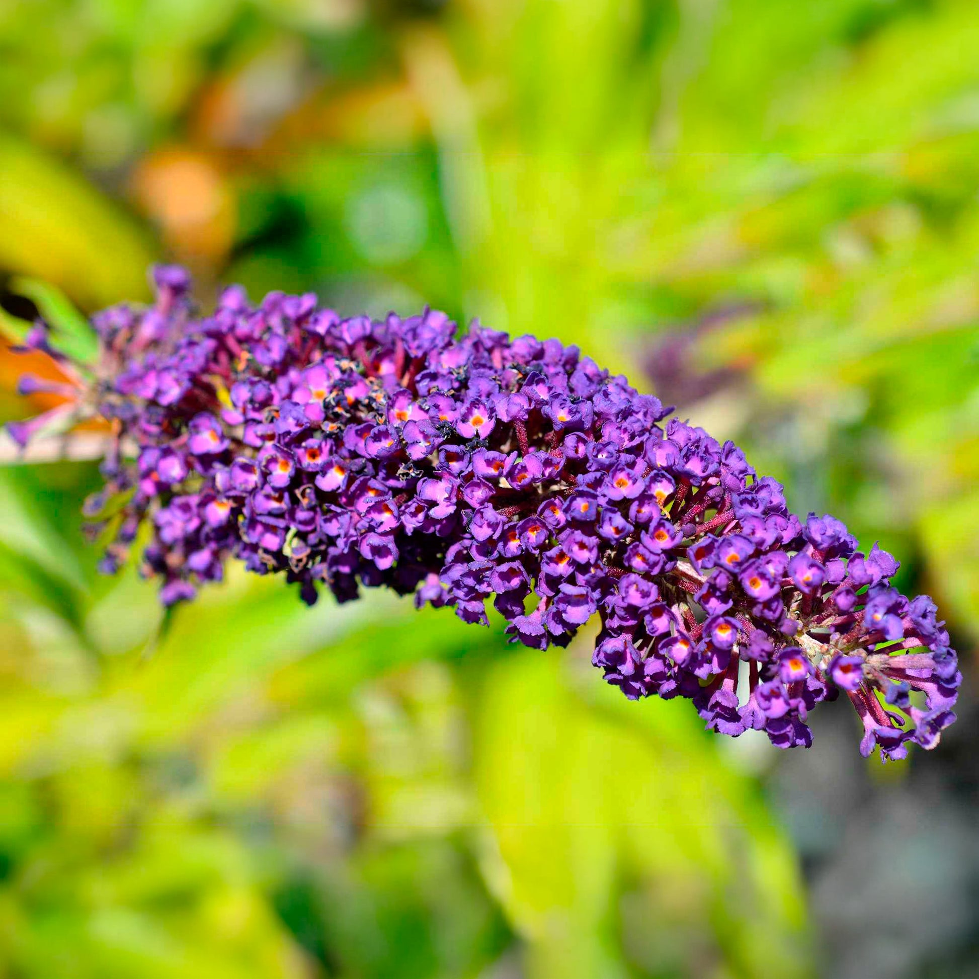 Vlinderstruik 'Empire Blue' - Buddleja davidii Empire Blue - Bakker
