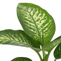 Dief van Bagdad 'Tropic Snow' - Dieffenbachia tropic snow - Groene kamerplanten