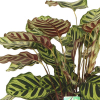 Pauwenplant 'Makoyana' - Calathea makoyana - Calathea