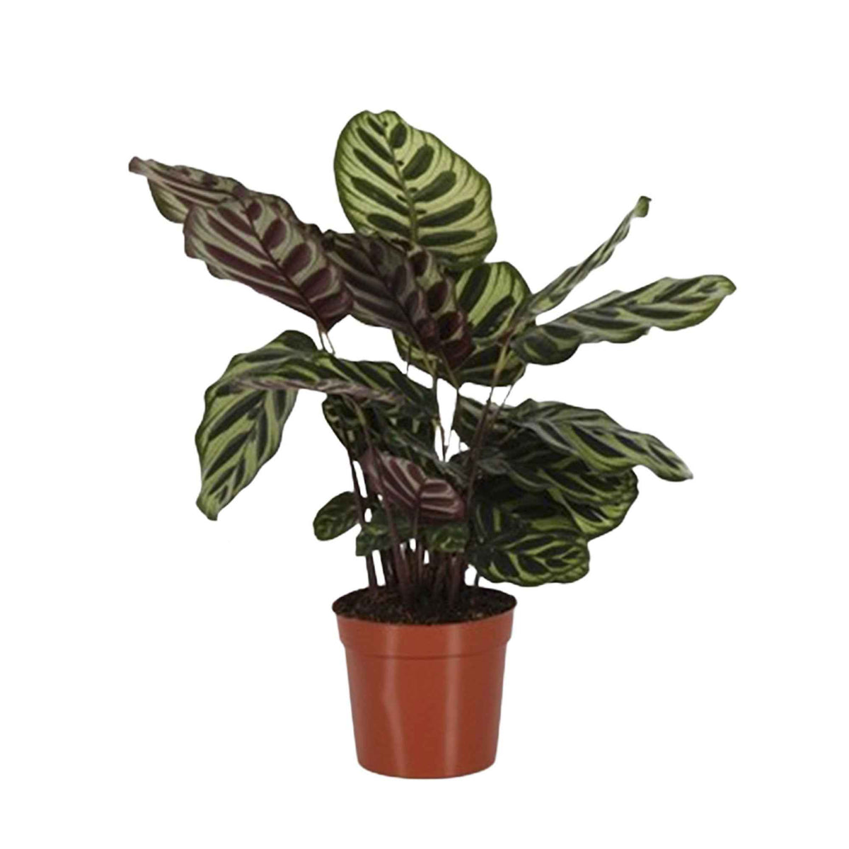 Calathea makoyana - Pauwenplant 'Makoyana' - Calathea