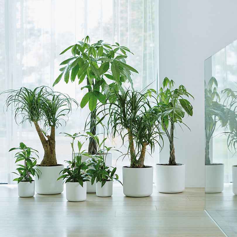 Elho bloempot B.for soft rond wit - Binnenpot -  - Bakker