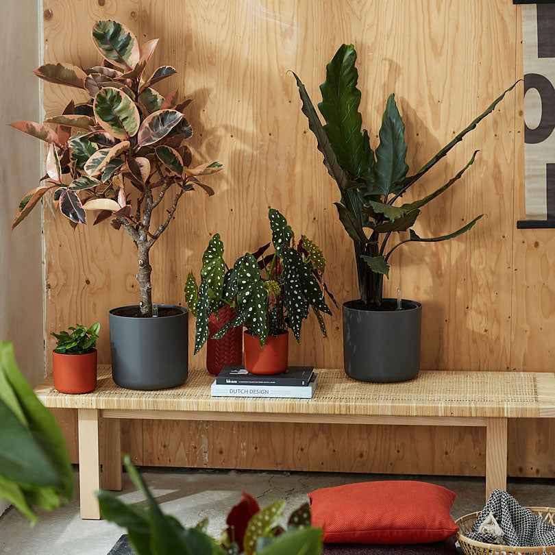 Verkoop Elho bloempot B.for soft rond antraciet - Binnenpot - 