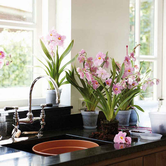  - Elho Bloempot orchidee - Onderhoud en Materiaal 