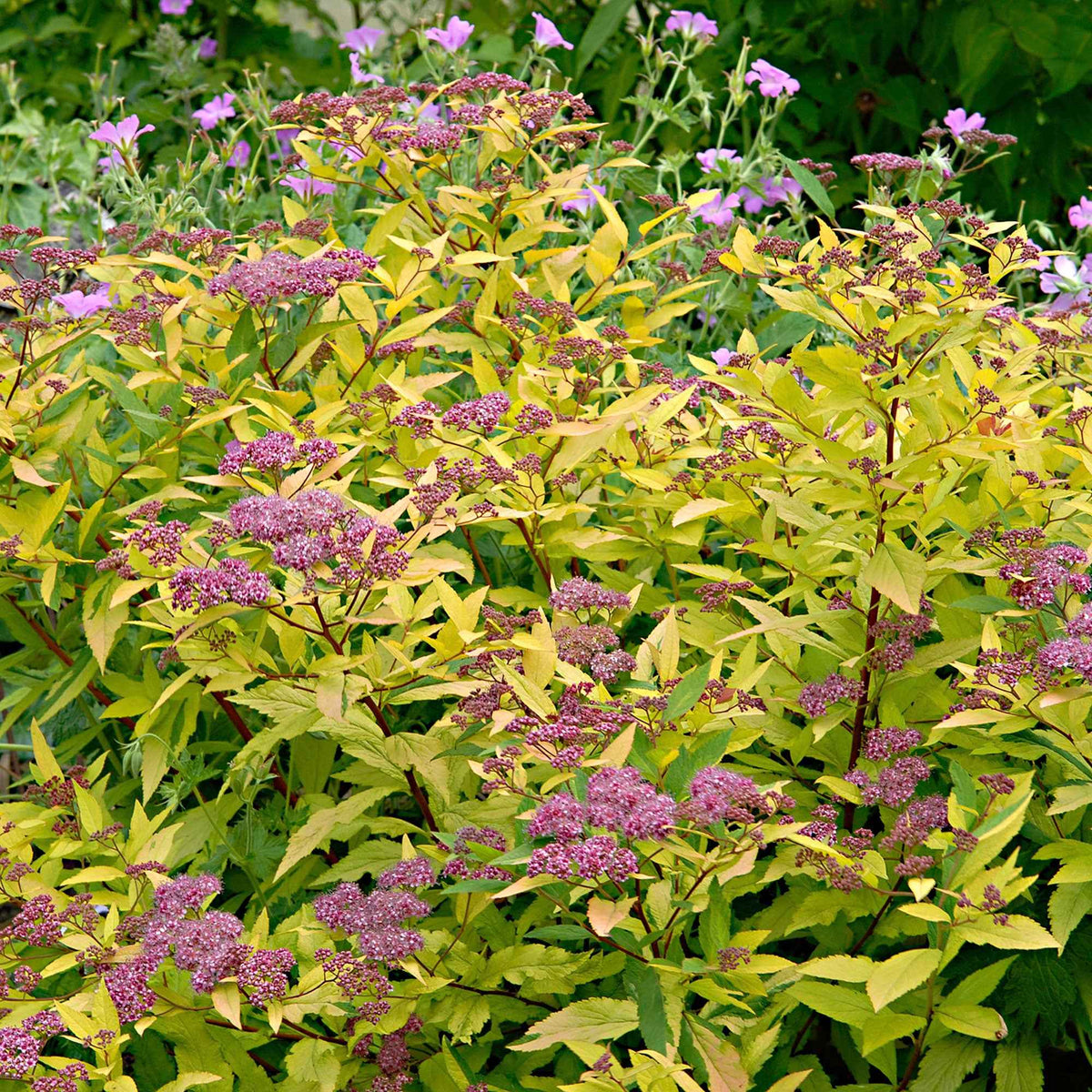 Spierstruik 'Goldflame' - Spiraea japonica goldflame - Bakker