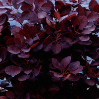 Pruikenboom 'Royal Purple' - Cotinus coggygria royal purple - Sierheesters