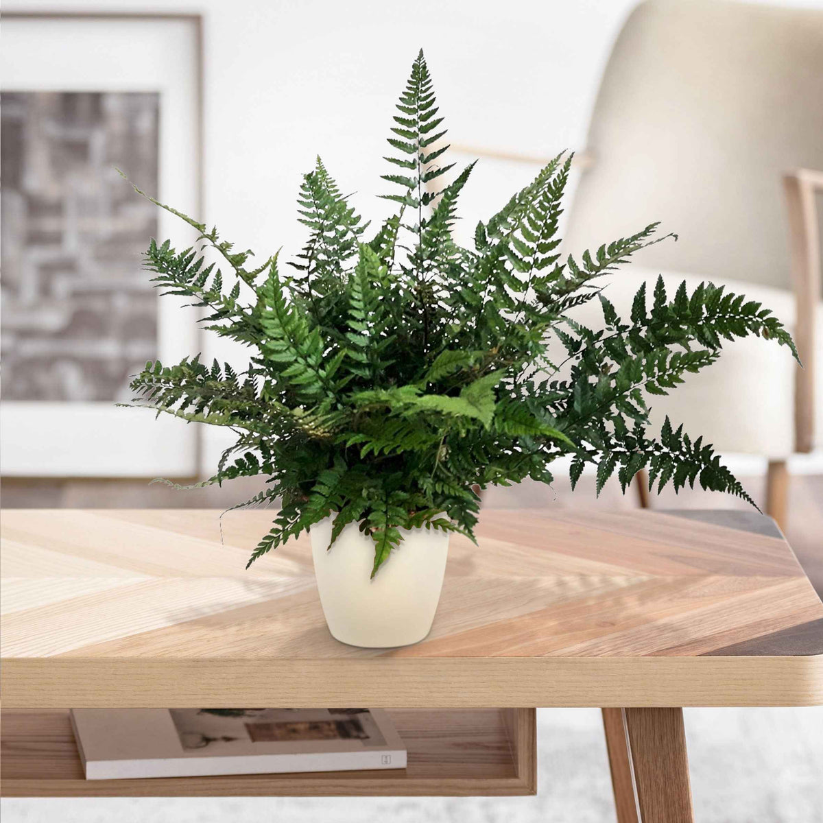 Naaldvaren - Polystichum tsussimense - Bakker