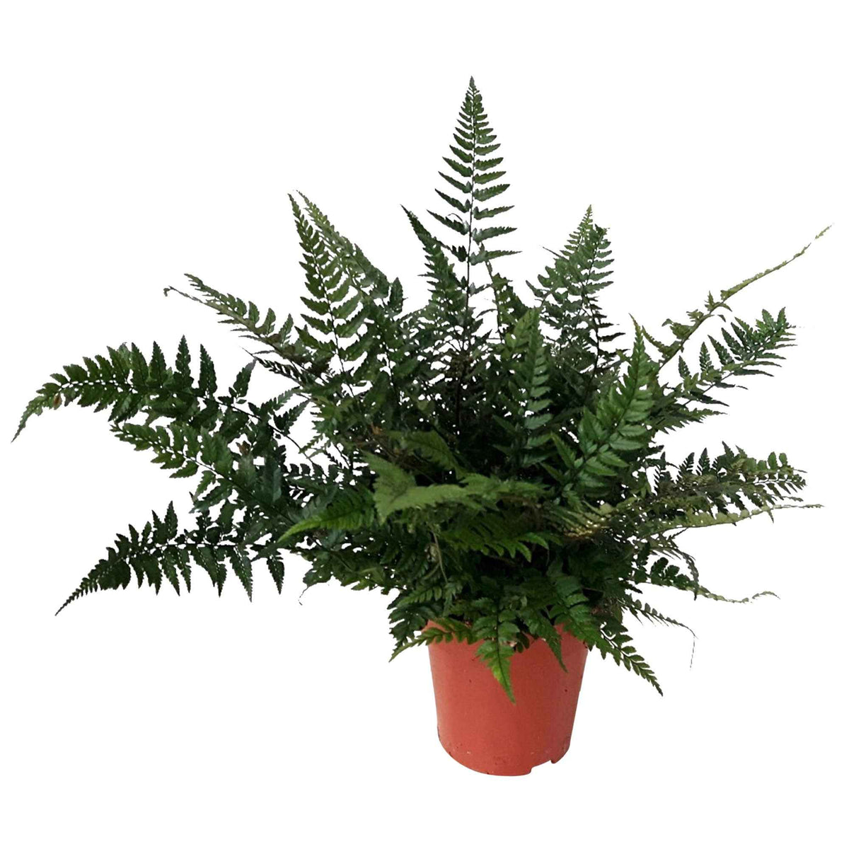 Polystichum tsussimense - Naaldvaren - Varens