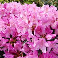 Rhododendron 'Roseum Elegans' - Rhododendron roseum elegans - Tuinplanten