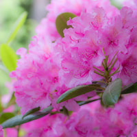 Rhododendron 'Roseum Elegans' - Rhododendron roseum elegans - Rhododendrons