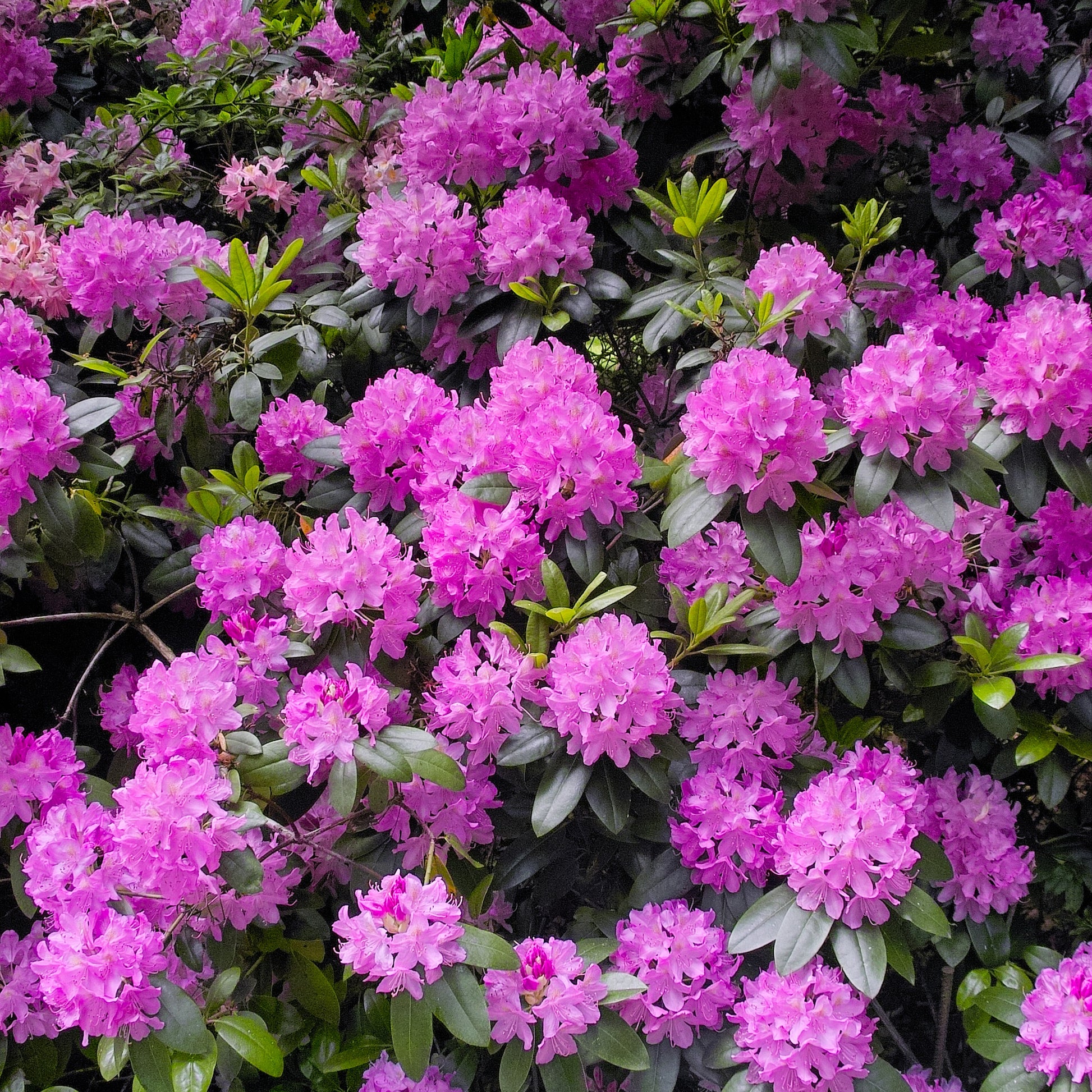 Rhododendron 'Roseum Elegans' - Rhododendron roseum elegans