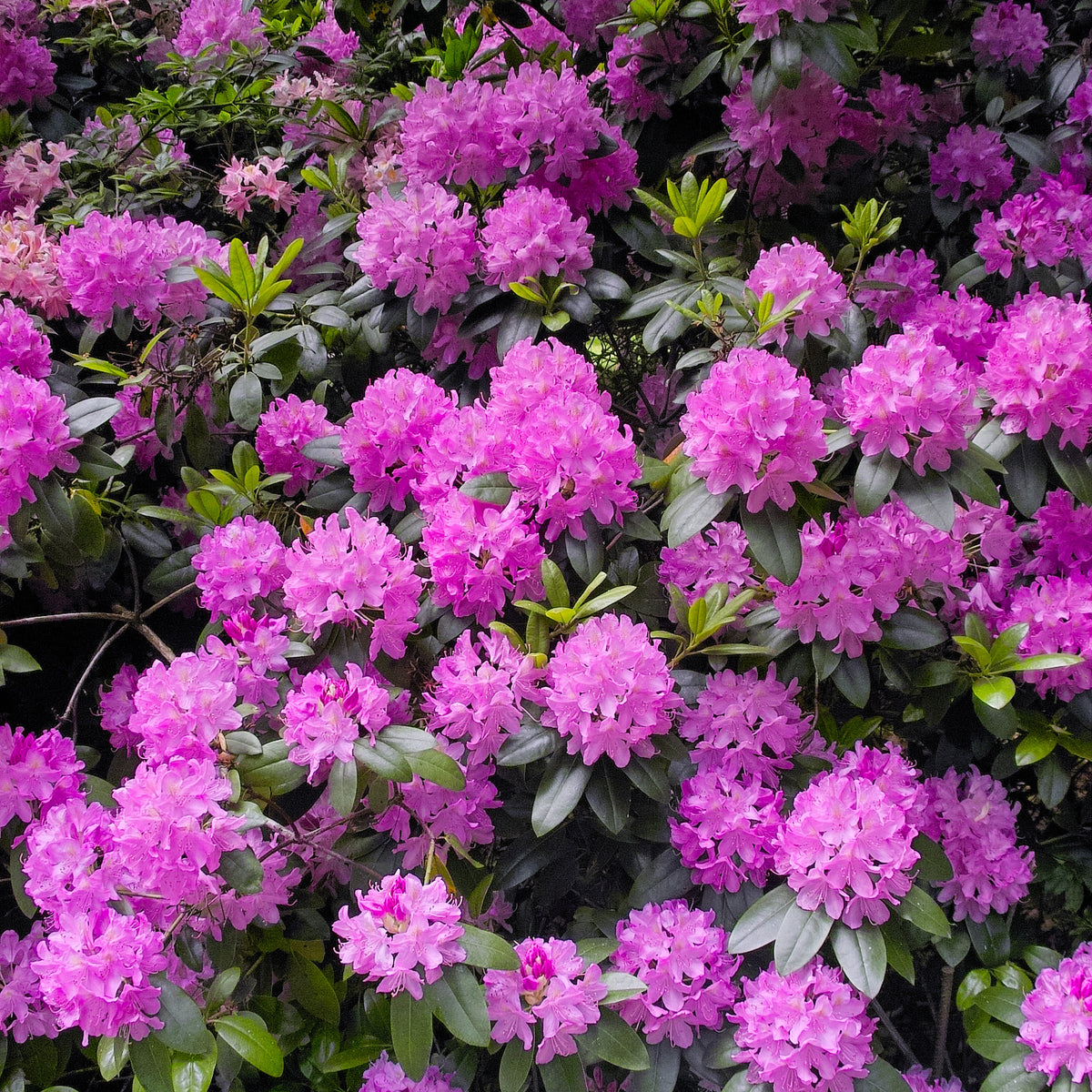 Rhododendron 'Roseum Elegans' - Rhododendron roseum Elegans - Bakker