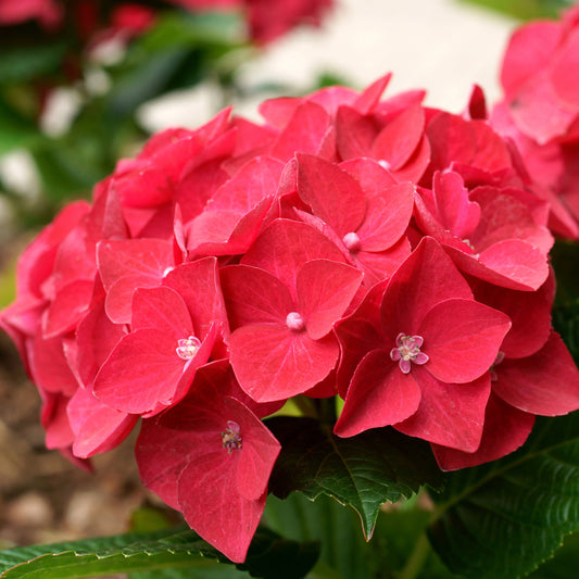 Rode Boerenhortensia - Bakker
