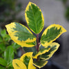 Hulst 'Golden King' - Ilex x altaclerensis Golden King - Tuinplanten