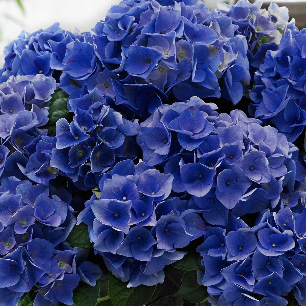 Boerenhortensia 'Blue Boogie Woogie'® - Hydrangea macrophylla 'blue boogie woogie' - Bakker