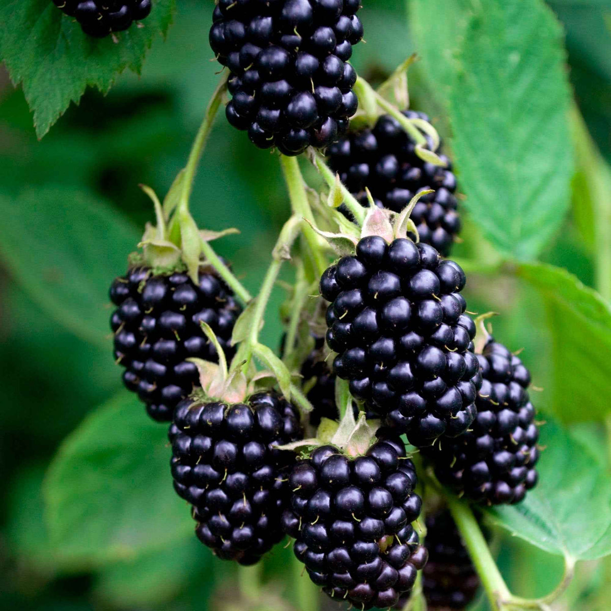 Doornloze braam 'Black Satin' - Bakker