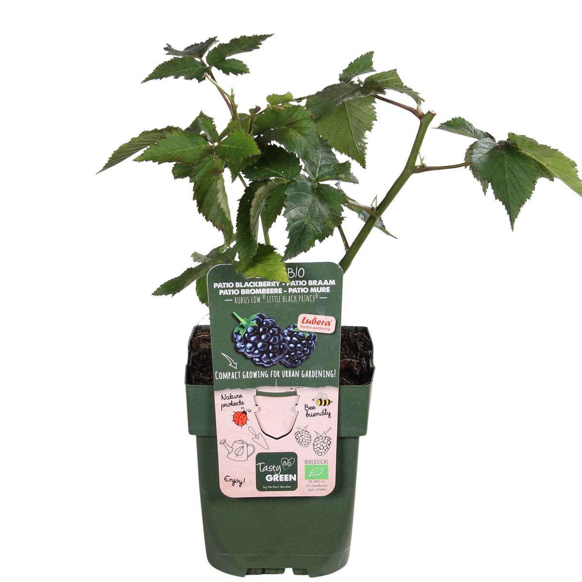 Rubus fruticosus 'Little Black Prince' - Dwergbraam Rubus 'Little Black Prince' Zwart - Bio - Winterhard - moerbeiboom