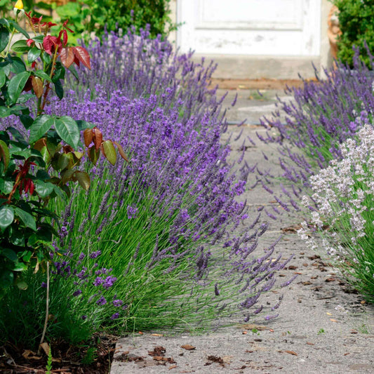 Lavendel - Lavandula angustifolia ardeche - Tuinplanten