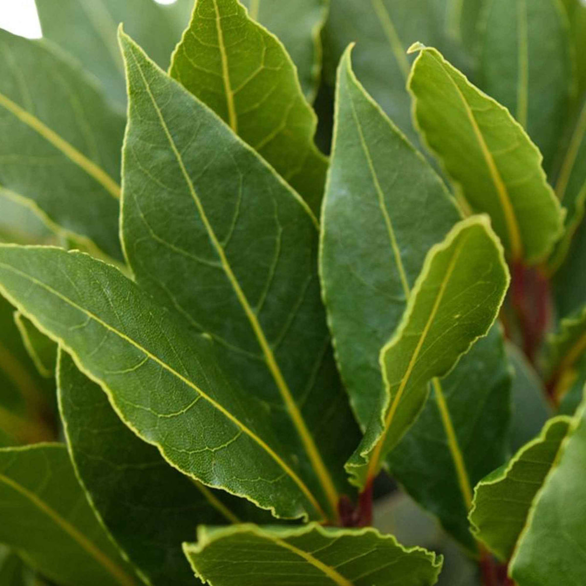 Laurierstruik - Laurus nobilis - Bakker