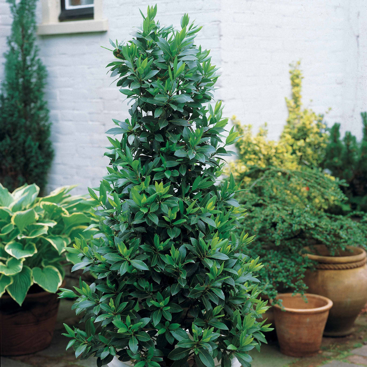 Laurier - Laurus Nobilis - Laurierstruik - Laurus nobilis