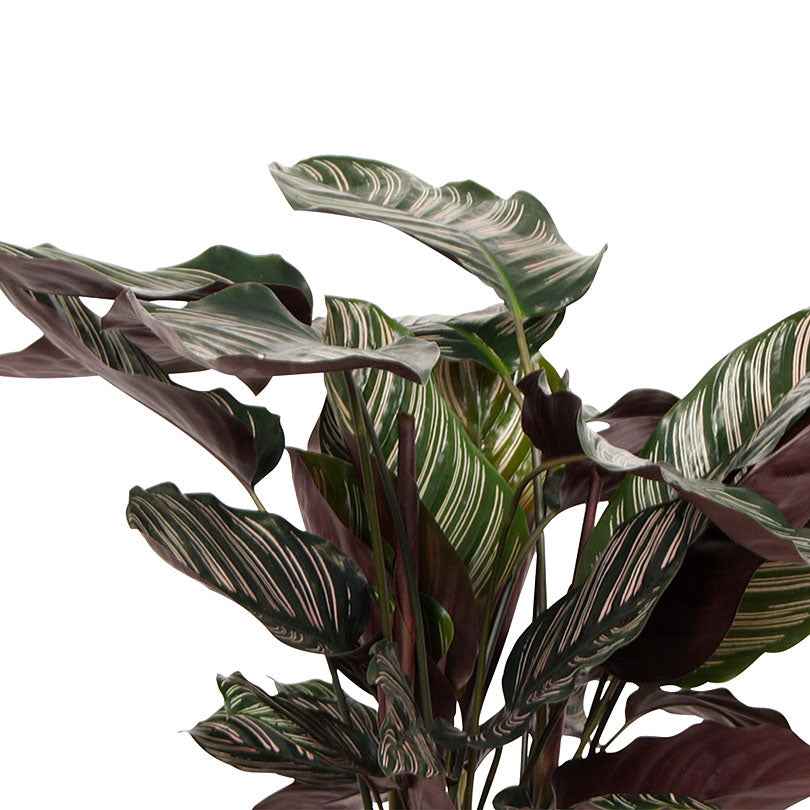 Pauwenplant 'Ornata' - Calathea ornata - Op soort