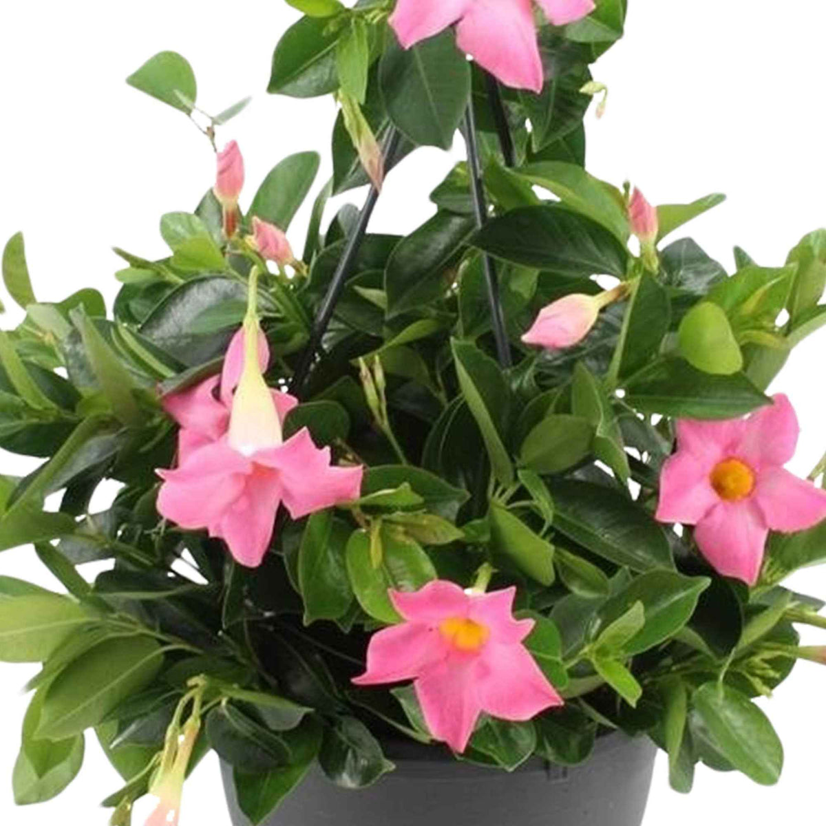 Chileense jasmijn roze - Dipladenia - Bakker