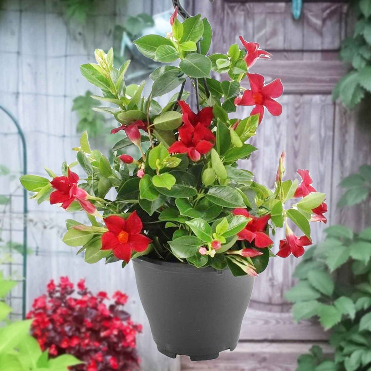Dipladenia - Mandevilla - Chileense jasmijn rood - Chileense jasmijn - Mandevilla