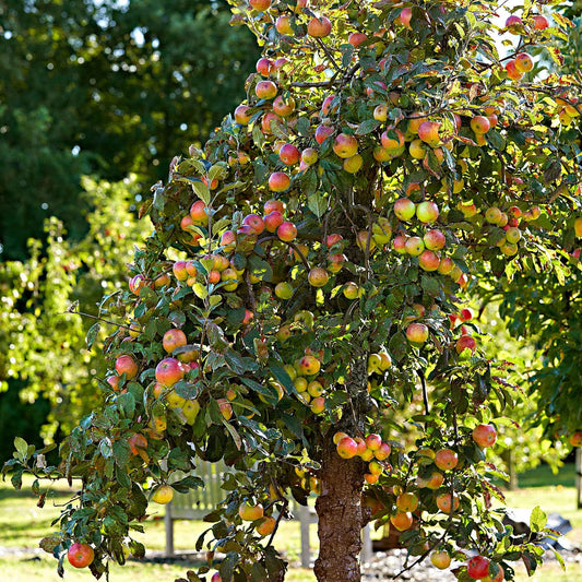 Appelboom 'Elstar' - Malus domestica Elstar - Fruit