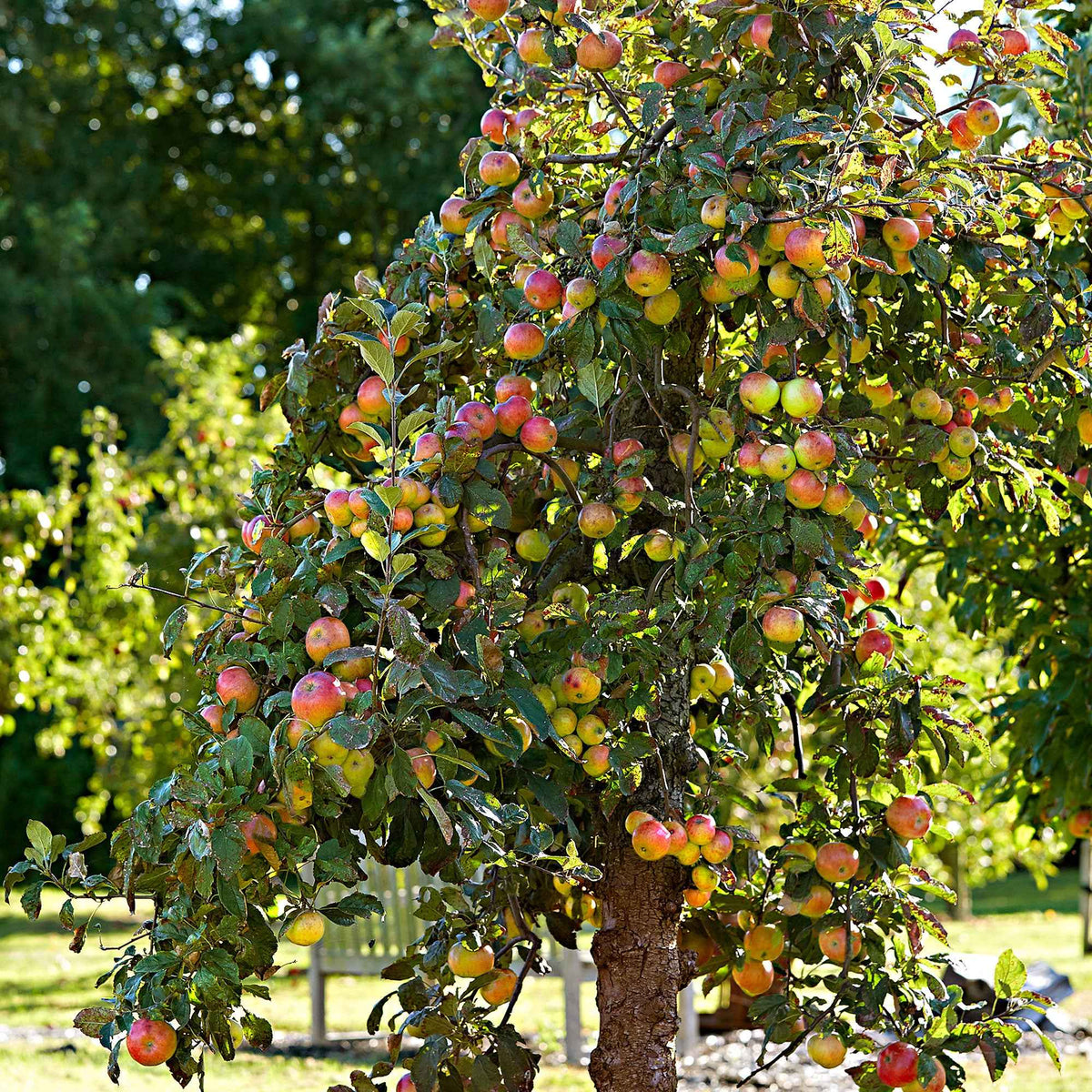 Appelboom Elstar - Bakker