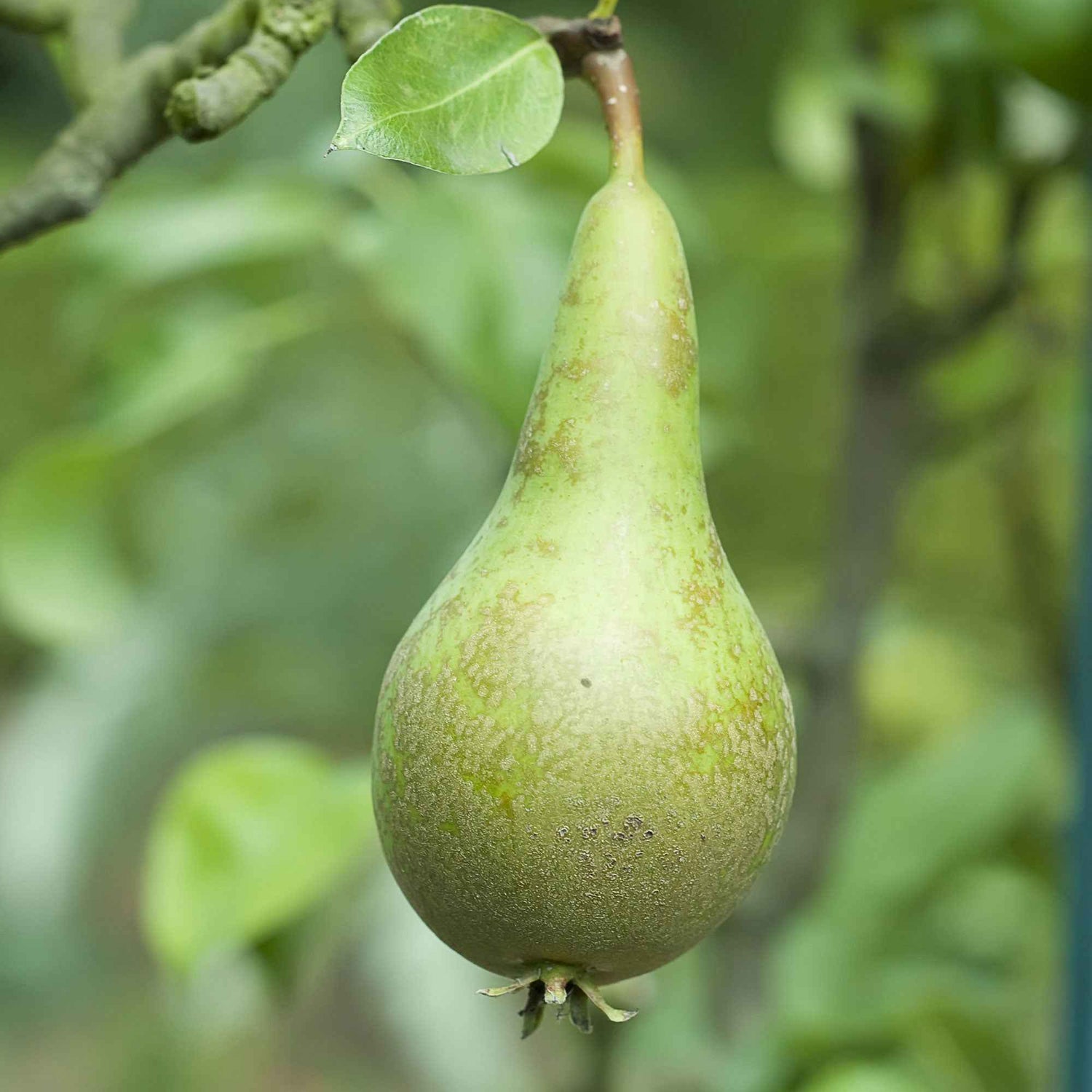 Perenbomen