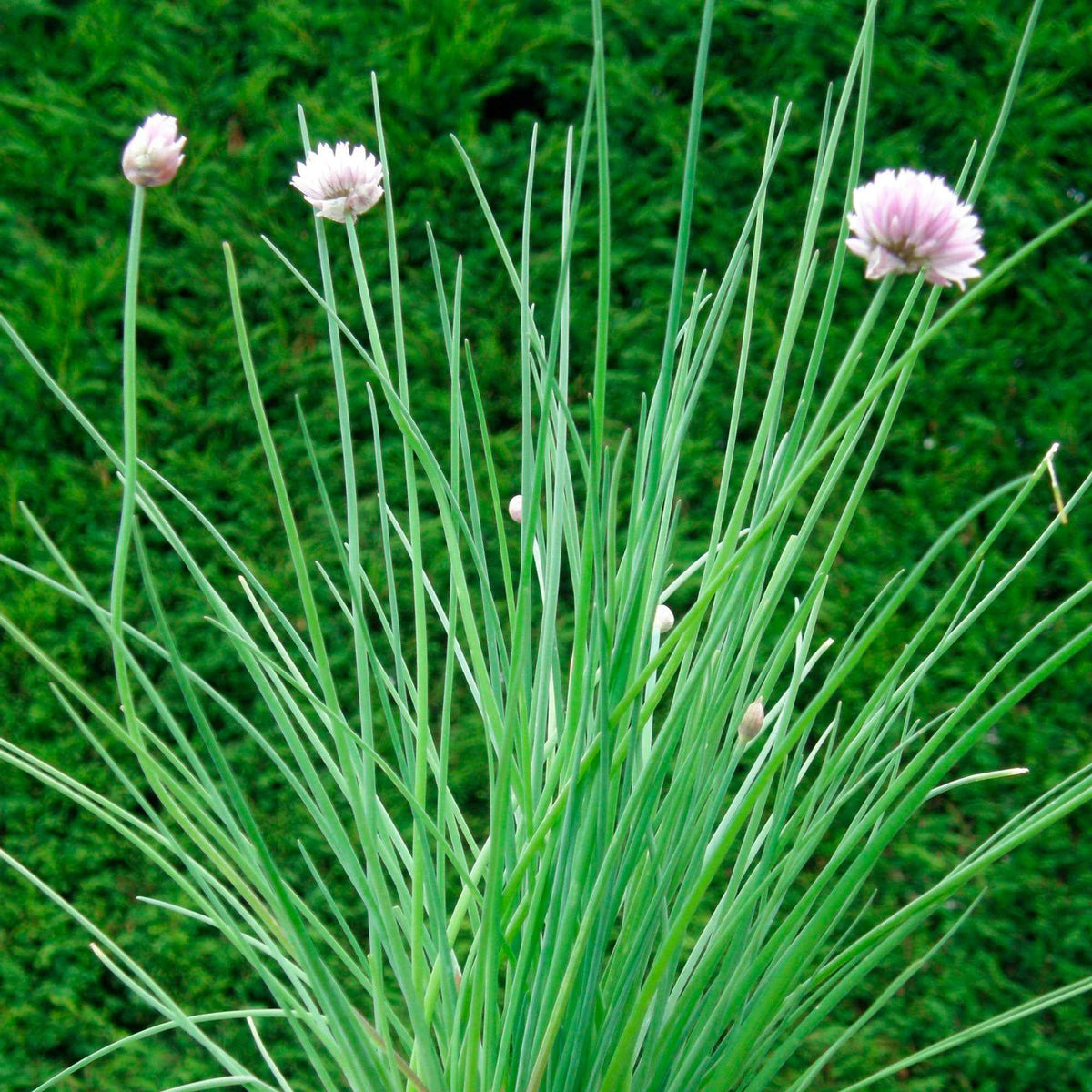 Bieslook - bio - Allium schoenoprasum - Bakker