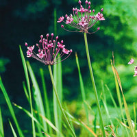 Bloeiende bies Butome umbel - Butomus umbellatus - Vijvers