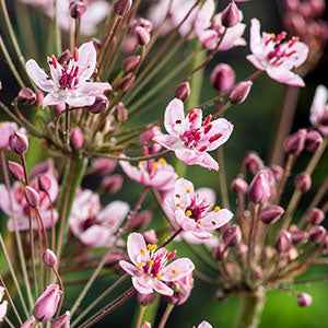 Bloeiende bies Butome umbel - Butomus umbellatus - Vijverplanten