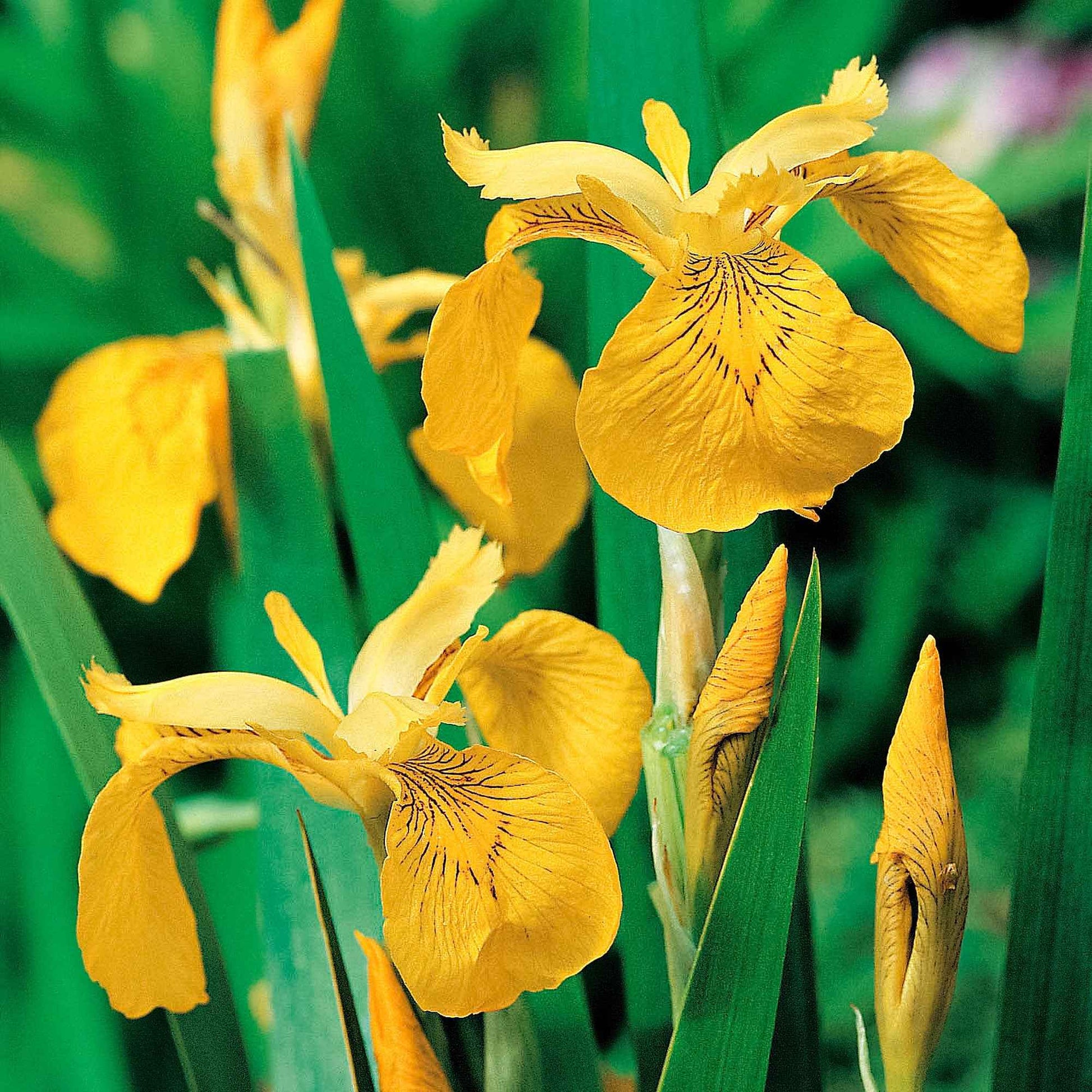 Moerasiris - Iris pseudacorus - Vijverplanten