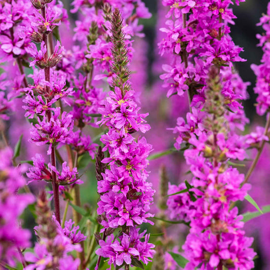 Grote kattenstaart - Lythrum salicaria - Vijvers