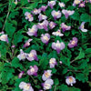 Mazus reptans 'Blue' - Mazus reptans - Vijvers