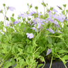 Mazus reptans 'Blue' paars - Bakker
