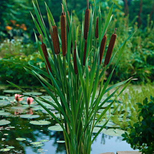 Bakker smalbladig mos - Typha angustifolia - Vijvers