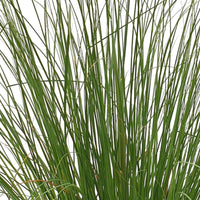 Pampasgras 'Evita' - Cortaderia selloana monstruosa - Heesters en vaste planten