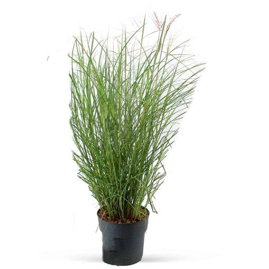 Prachtriet Miscanthus 'Red Chief' - Bakker