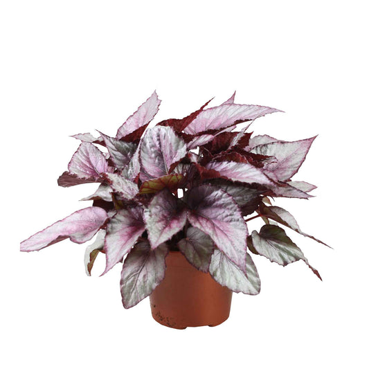 Bladbegonia 'Maori Haze' - Begonia beleaf maori haze - Kamerplanten